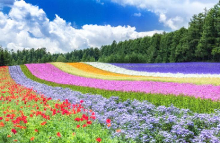 [札幌発]行動展示で一躍人気になった旭山動物園と幻想的な雰囲気を楽しむ美瑛・青い池＆富良野お花畑鑑賞する内容盛り沢山のバスツアー！2