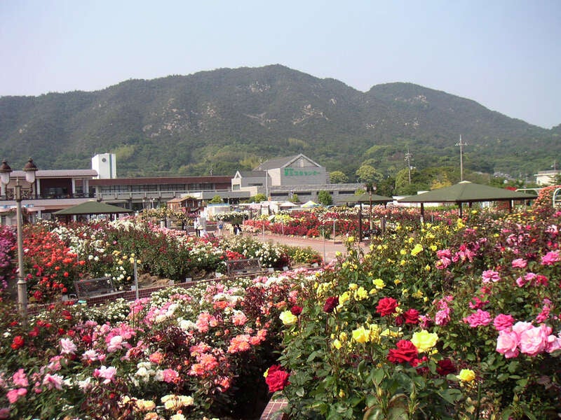 【高知県内発】 石鎚山ロープウェイで空中散歩とよしうみバラ公園 日帰り3