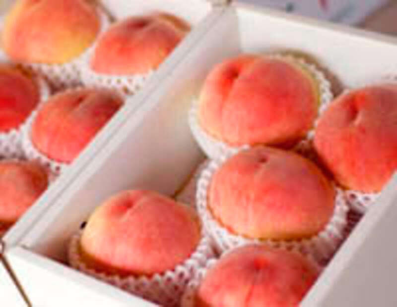 【静岡県内発】 読売特製化粧箱入白桃２箱付！　甲州白桃狩り園内食べ放題 夏の爽やか河口湖 大迫力のMt.Fuji　日帰り2