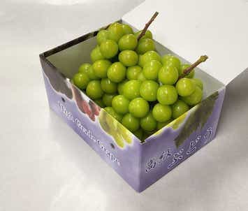 【千葉県内※銚子・茂原発着ルートを除く発】 化粧箱入り２房１キロ付！甲州シャインマスカット狩り園内食べ放題と初秋の河口湖 「富士展望の丘 ふじさんデッキ」　日帰り
