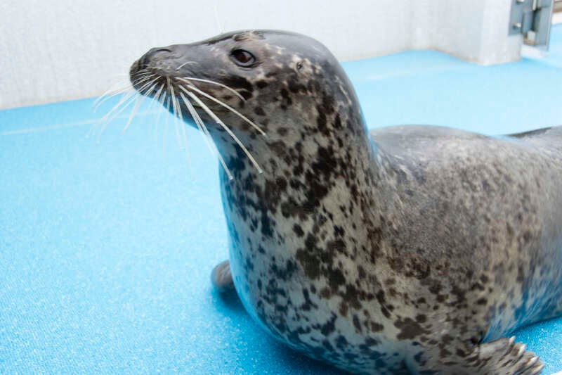 【佐賀県内・早岐／博多駅発】 「今行ける能登」団体旅行応援キャンペーン企画   加賀･越前 北陸グルメ食べ尽し3日間2