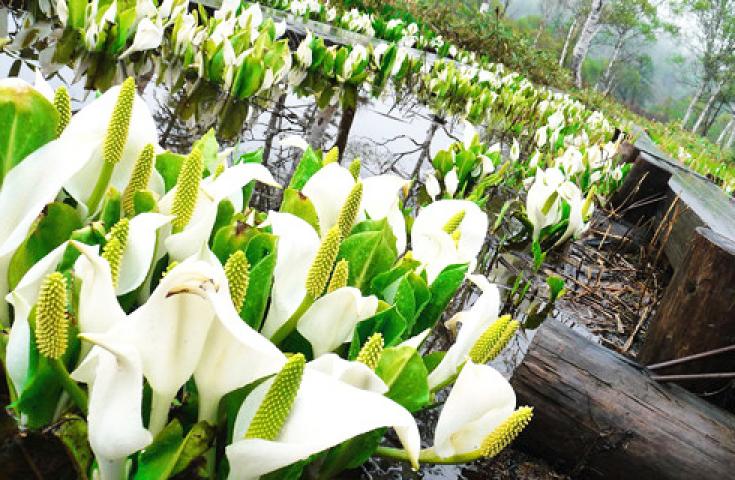 【朝発日帰り】[新宿発]＜鳩待峠＞野花咲く遥かな『尾瀬』ハイキング日帰りバスツアー3