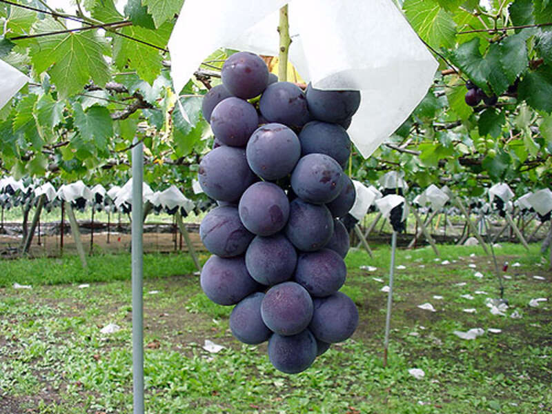 【群馬県内発】 TVでも話題・予約困難！桔梗屋「桔梗信玄餅」詰め放題体験とぶどうの王様『巨峰』狩り食べ放題♪うれしい巨峰1房お土産付3