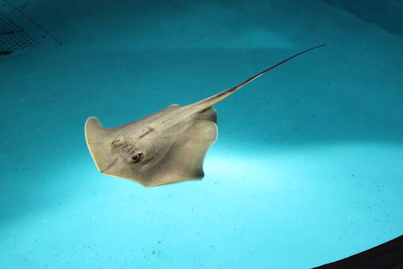 【東京駅発】 《KoDoMoわんぱクラブ》水族館の裏側に潜入！！アクアワールド大洗バックヤードツアーとサメやエイにもタッチしよう　日帰り3