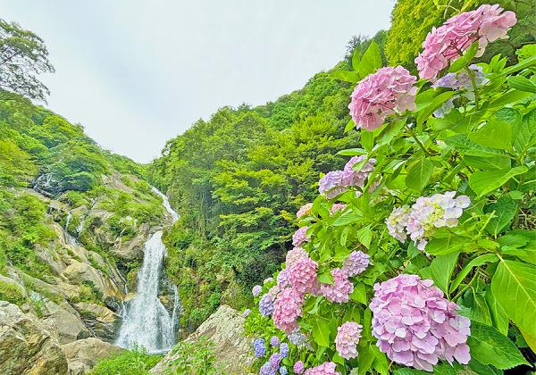 見帰りの滝あじさいと [初企画] 川上峡の山カフェレストラン KUREHA 黒毛和牛ランチ3