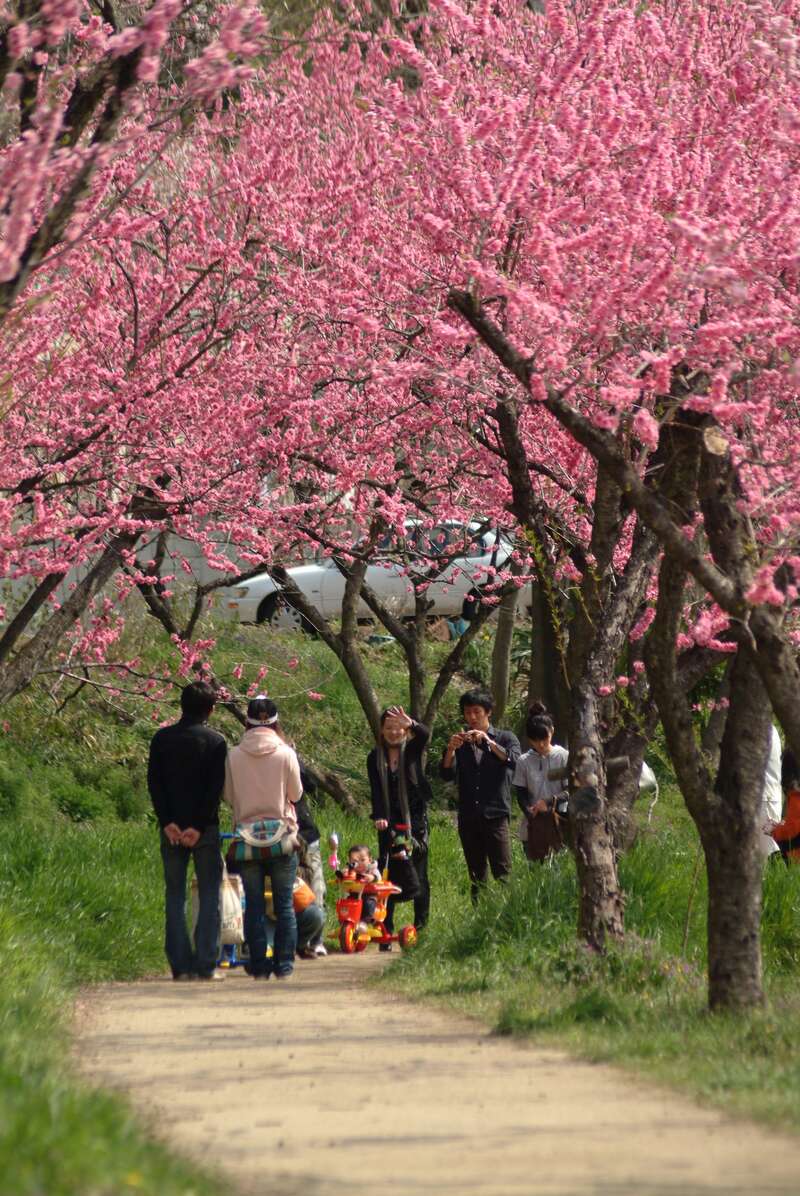 【埼玉県内発】 埼玉県の皆様限定！さくら・花桃　春を束ねた”花日和”＆4つのフルーツの恵み♪ 春の大決算市ミステリーツアー 日帰り2