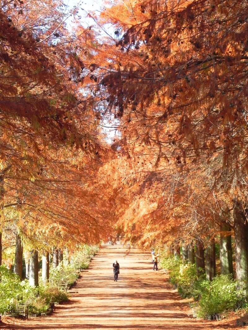 【和歌山県内発】 加東市タイアップツアー！ 紅葉の播州清水寺＆一乗寺とメタセコイヤの並木道　日帰り2