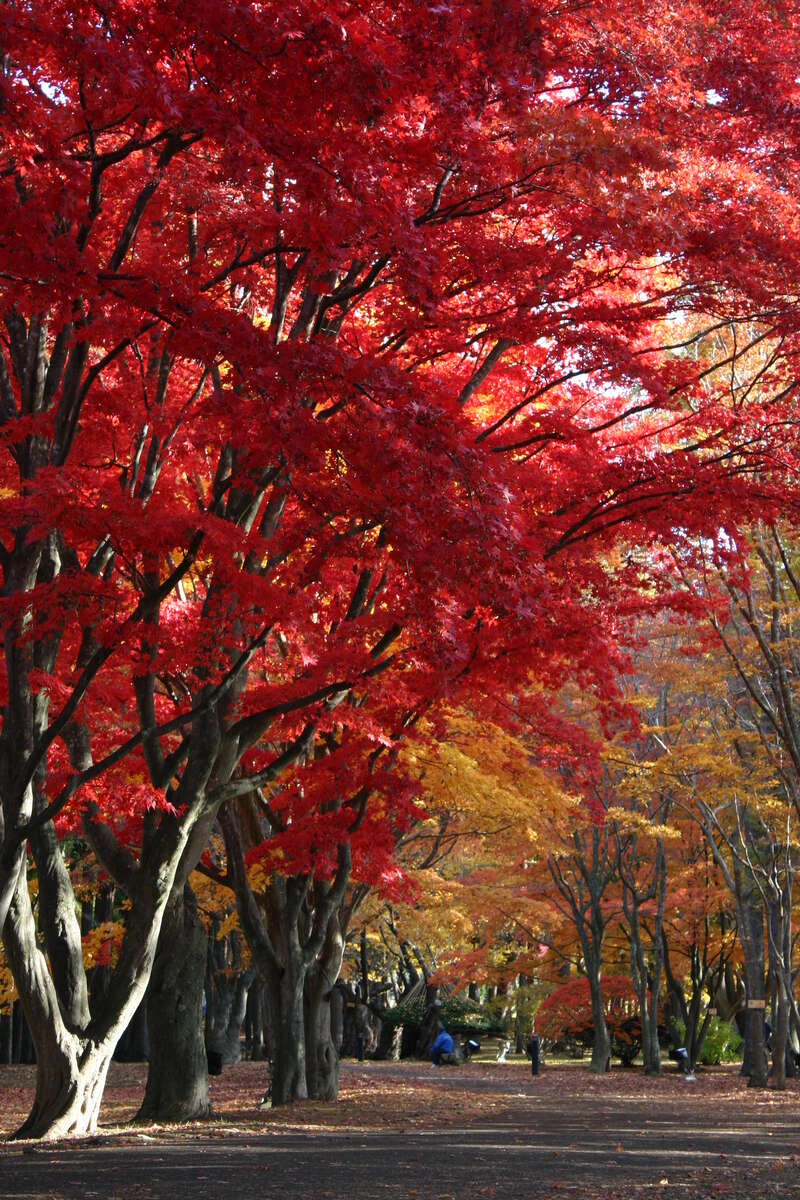 【山形県・新幹線駅（山形駅～米沢駅）発】 美食と美景の過密地帯！函館＆下北半島を巡る、グルメ神７（3日間）2