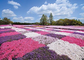 姫路発
世羅高原チューリップ祭と花夢の里芝桜とネモフィラの丘3