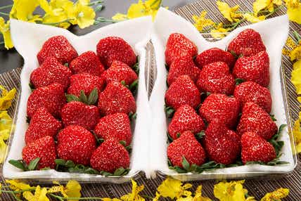 【埼玉県内発】 いちご１箱付きミステリーツアー