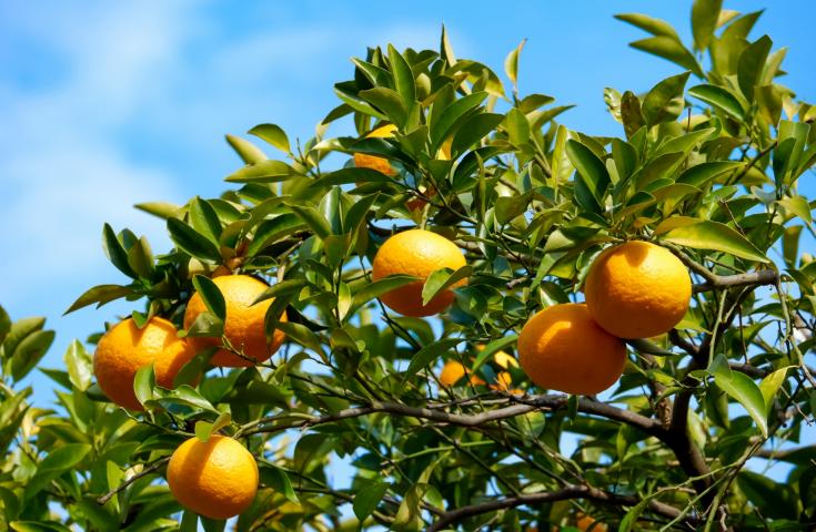 【早割30】[新宿発]養老渓谷で紅葉狩り＆房州みかん狩り食べ放題♪ホタテや牡蠣、エビ等海鮮浜焼きやお刺身も食べ放題！南房総食べ尽くしの日帰りバスツアー！2