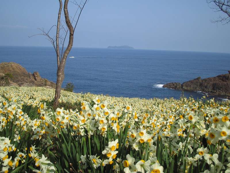 【松江駅待合室発】 唐音（からおと）水仙公園　花香る水仙の里ウォークと小京都・津和野散歩　日帰り1