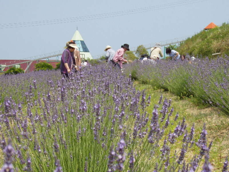 【和歌山県内発】 「プロが選ぶ日本のホテル・旅館100選」 洲本温泉の名旅館で食す！本場淡路島産 鱧づくし10品フルコース　日帰り3