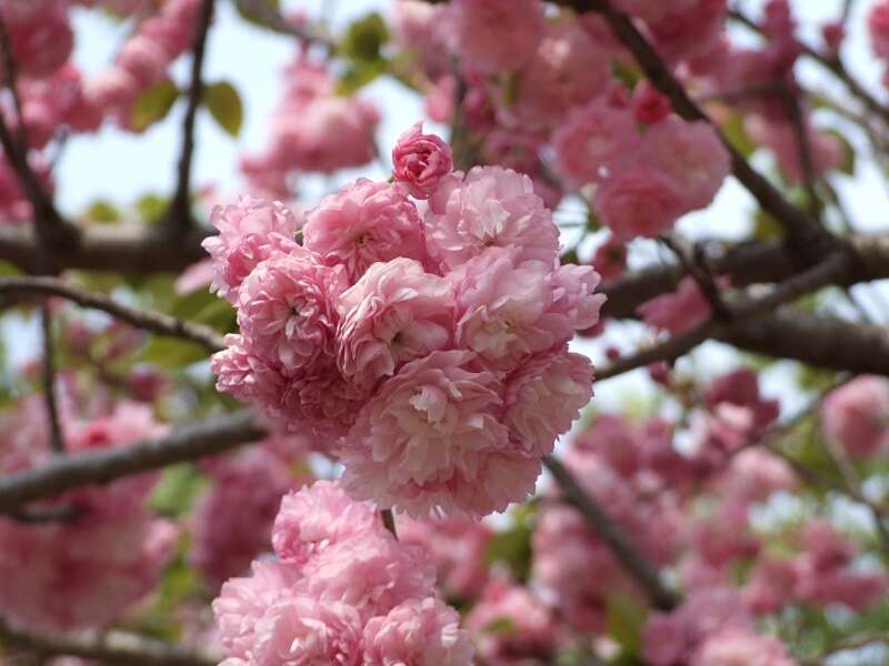 【出雲・松江・米子発】広島造幣局「花のまわりみち」八重桜見物とオリエンタルホテル広島スイーツビュフェ日帰り2