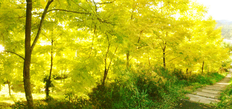 【福島県・新幹線駅（福島駅・郡山駅・新白河駅）発】 願いをのせて信州の夜空に舞う幻想的な光！白樺高原スターランタンナイト 　日本一の渓谷美昇仙峡　武将ガイドがご案内城下町柳町散策 2日間3