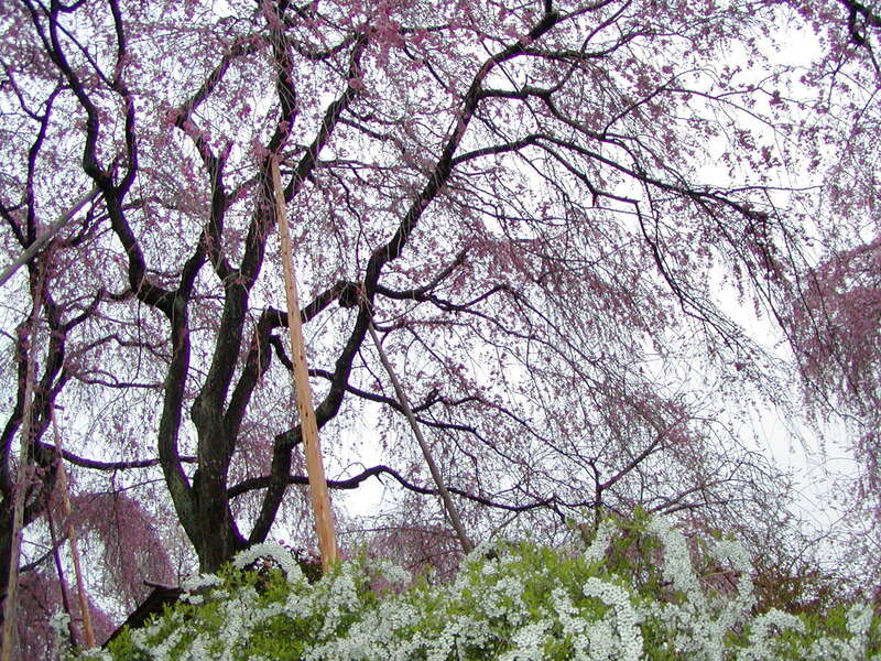 【山口県内発】 桜の名所「原谷苑」春の一般公開 京都・奈良7つの桜めぐりと春の懇親ツアー３日間1
