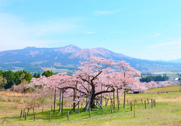 【福岡地区発着】観音桜と南阿蘇桜公園と高森峠の千本桜と豊肥線3段式スイッチバック列車の旅2