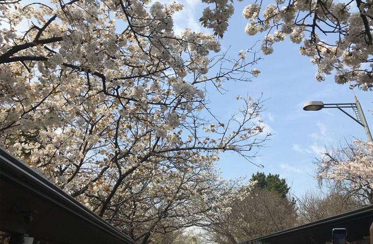 オープントップバスで行く『TOKYOお花見バス』 都内の桜の名所をハイライトで巡る車窓観光ショートトリップ！(12:10出発)1