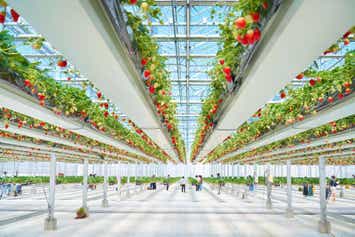 【神奈川県内・町田発】 春の風物詩！水戸偕楽園梅まつり ～TVで何度も紹介される話題の空中いちご園でいちご狩り食べ放題～1