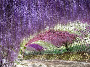 【大分・かんたん・北浜・別府発】 一度は行きたい河内藤園の藤棚＆ワールドランチバイキング　日帰り