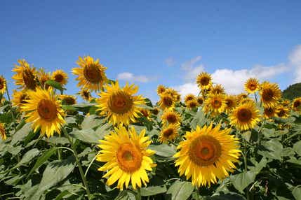 【高知県内発】 どこに行くかはお楽しみ！花と涼と美味を訪ねる　ミステリーツアー 日帰り
