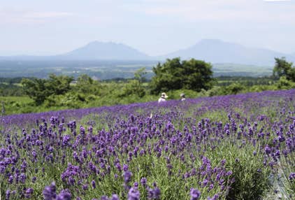 【光・下松・徳山発】大自然と絶景 阿蘇の感動旅 湯布院・くじゅう花公園ラベンダー2日間