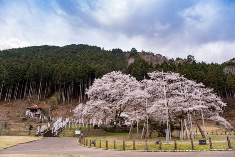 【京滋エリア発】 日本三大桜・根尾の淡墨桜と・谷汲山華厳寺の桜巡りと いちご食べ放題　日帰り1