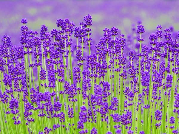 『一面に広がる北竜ひまわりの里　季節の花咲くファーム富田・神秘の青い池』【札幌北口出発】2