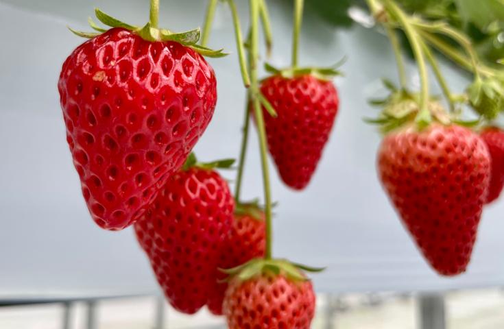 【早割30】[新宿発]いちご狩り食べ放題＆ワクワク楽しい潮干狩り体験※2kgお持ち帰り付！サザエの炊き込み弁当の昼食付きで嬉しい日帰りバスツアー！2