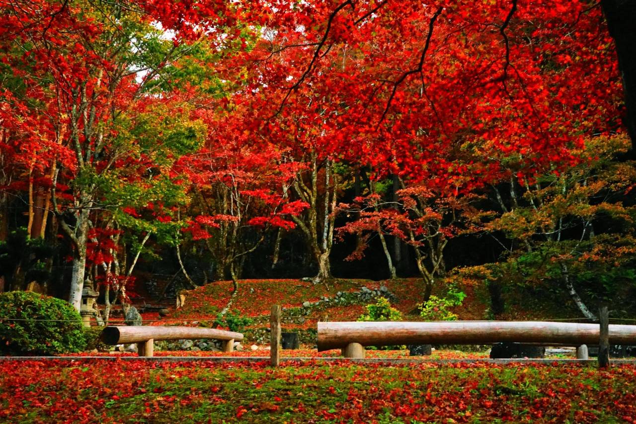 2大紅葉めぐり！赤の絨毯！鶏足寺「もみじの旧参道」とマキノピックランド「メタセコイア並木」の紅葉【久宝寺・近鉄八尾・八戸ノ里・新石切発】1