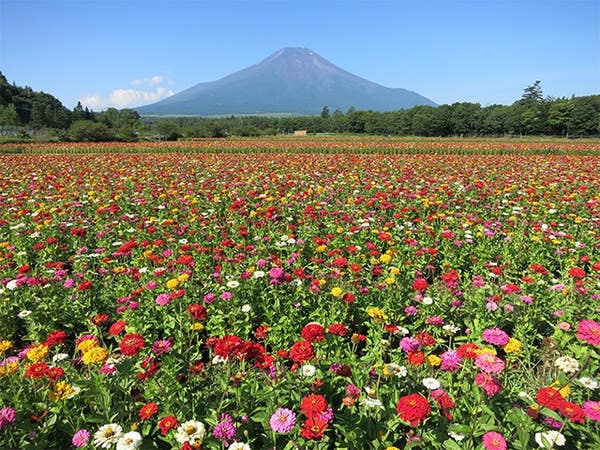 ■【静岡・山梨】どどーん！グルメ＆絶景旅♪爽やかシャインマスカット狩り＆ランチバイキング×クラフトビール飲み放題！富士を彩るお花畑《山中湖花の都公園》3