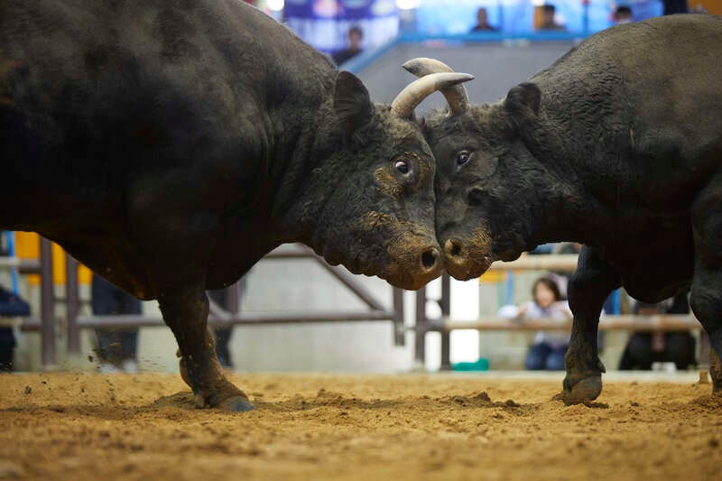 【愛媛県内発】 伊予灘ものがたり大洲編と宇和島定期闘牛大会五月場所 日帰り2