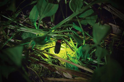 ～標高2307m 横手山渋峠～ 雲上の空中散歩とさわやかな志賀高原 長期滞在 5日間　日本最高峰の横手山を堪能！2つの遊覧で雲上の美景へ！！