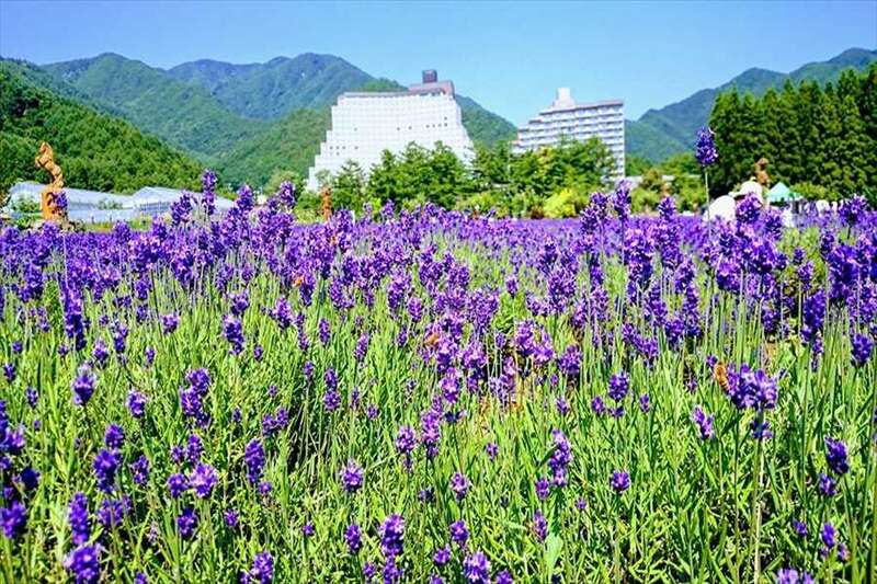 【茨城県内発】 福島さくらんぼ狩り園内食べ放題とホテルリステル猪苗代「ハーブコースランチ」♪　浮かぶ傘の花 幻想的なアンブレラスカイ＆ラベンダー畑「猪苗代ハーブ園」 日帰り3