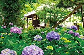 矢田寺のあじさいと矢田丘陵縦走