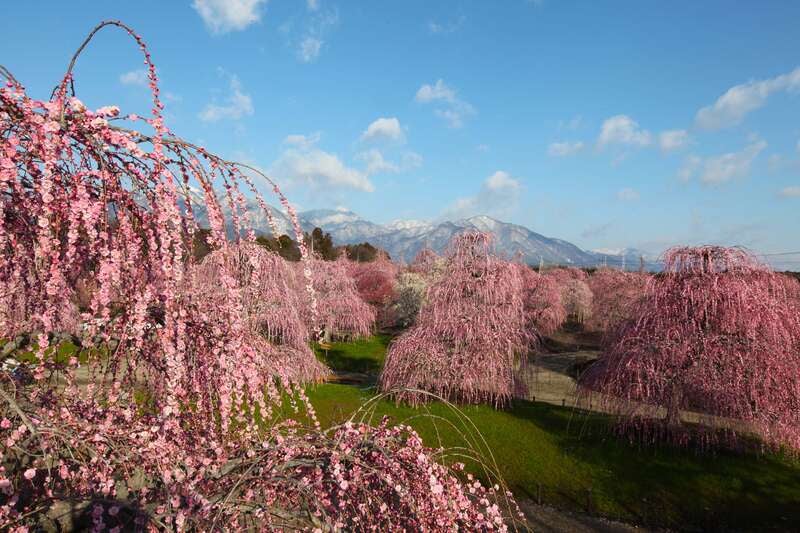 【富山・石川発】 東海３つの早春花めぐりと三河いちご狩り　三谷温泉「明山荘」　２日間1