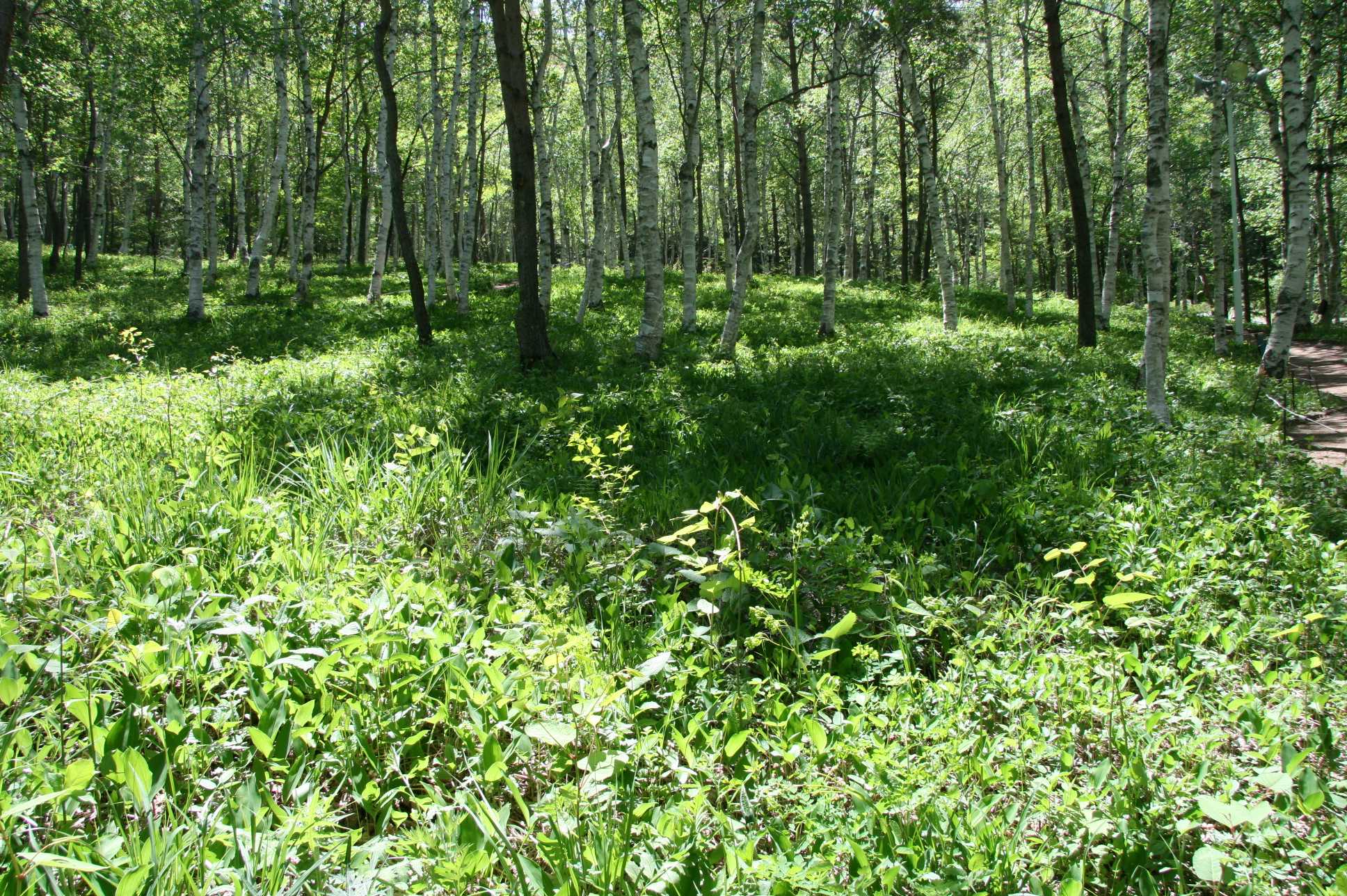 【静岡県内発】 メロン・さくらんぼ・びわ！初夏の３つの高級フルーツ付！全国的に貴重な芦川スズラン群生地と笛吹里山三段せいろ御膳1