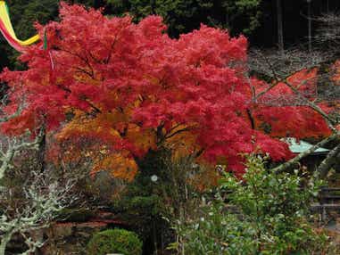 【岡山・倉敷発】 5つのお持ち帰り!紅葉と実りの秋in丹波・篠山 日帰り