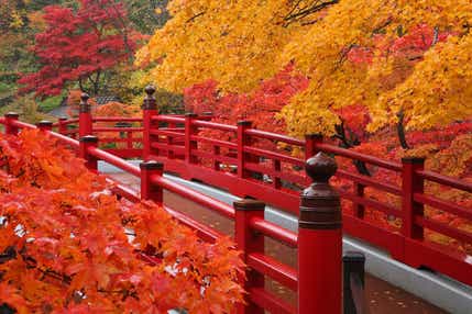 【山形県内発】 錦秋の弥彦公園もみじ谷・彌彦神社菊まつりと 日本海・寺泊いけすレストランで食す！のどぐろ炙り入り海鮮丼（日帰り）