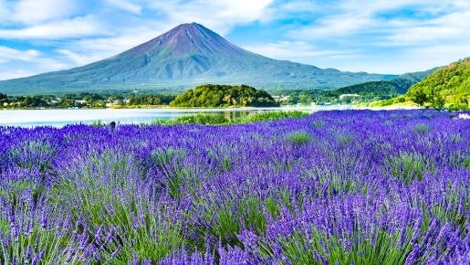 ＜Web割対象商品＞【キングツアーバス旅】【6・7月】どっさどっさ㏌フルーツ王国山梨～桃食べ放題&ラベンダー～〔狛江・新百合ヶ丘発〕2