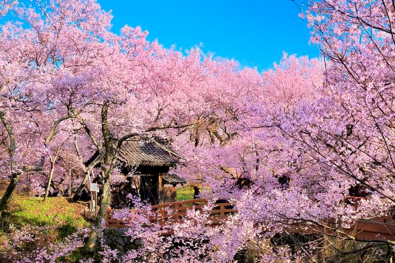 【和歌山市内ルート発】 春の絶景をめぐる～天下第一の桜『高遠城址公園』と白樺湖畔温泉２日間1