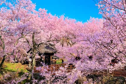 【和歌山市内ルート発】 春の絶景をめぐる～天下第一の桜『高遠城址公園』と白樺湖畔温泉２日間