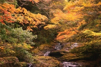 紅葉の赤目四十八滝とススキの大草原“曽爾高原”ハイキング2日間1