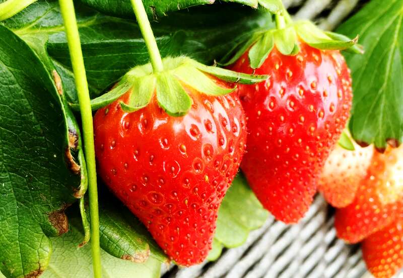 【浜通り発】 あしかがフラワーパーク「光の花の庭」と 苺狩り食べ放題（日帰り）2