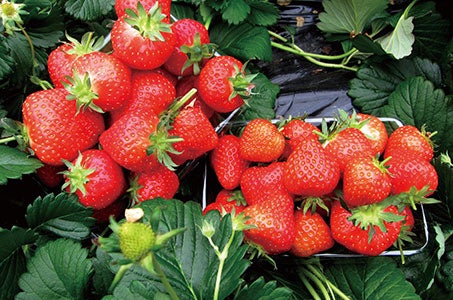 *(枚方・高槻)「フェリーチェ」いちご狩り食べ放題とホテルピアザびわ湖ランチブッフェ登り窯カフェ滋賀日帰り　滋賀県最大級大人気いちご農園「フェリーチェ」ブランドいちご狩り30分間思う存分食べ放題1