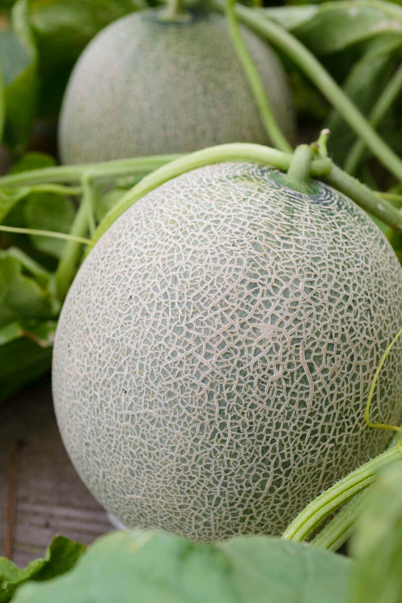 【岩手県内発】 メロン1玉付き　夏の味覚庄内砂丘メロン食べ放題　日帰り2