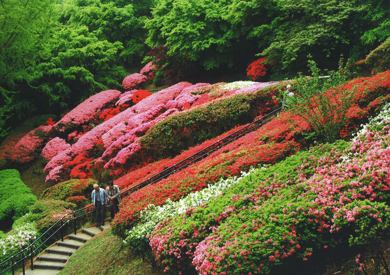 【JR広島駅発】世界が認めた絶景！まるで絵画のような絶景「河内藤園」　日帰り3