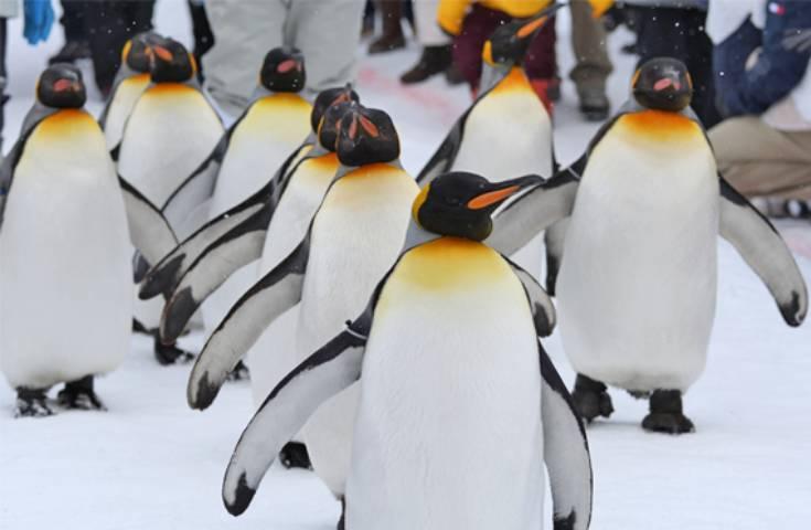 [札幌発]【11/11～3/31】行動展示で一躍人気になった旭山動物園をたっぷり満喫！冬しか味わうことの出来ない幻想的なライトアップした青い池散策1