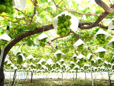 【埼玉県内発】 木で完熟させた極甘！山梨ゴールデンシャインマスカット狩り食べ放題と 「ミレーの美術館」山梨県立美術館・芸術の森公園の紅葉　日帰り