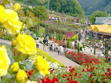 中部発　日帰り　お茶摘みの後の寿司はうめぇ！季節のミニバラソフト＆お家で贅沢緑茶ドリップ付！茶摘み体験＆寿司２０種食べ放題！3